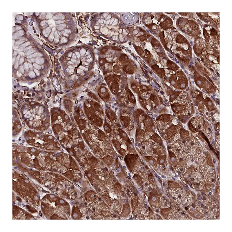 Atlas Antibodies Anti-MEX3C Antibody