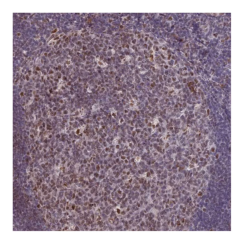 Atlas Antibodies Anti-MFAP1 Antibody