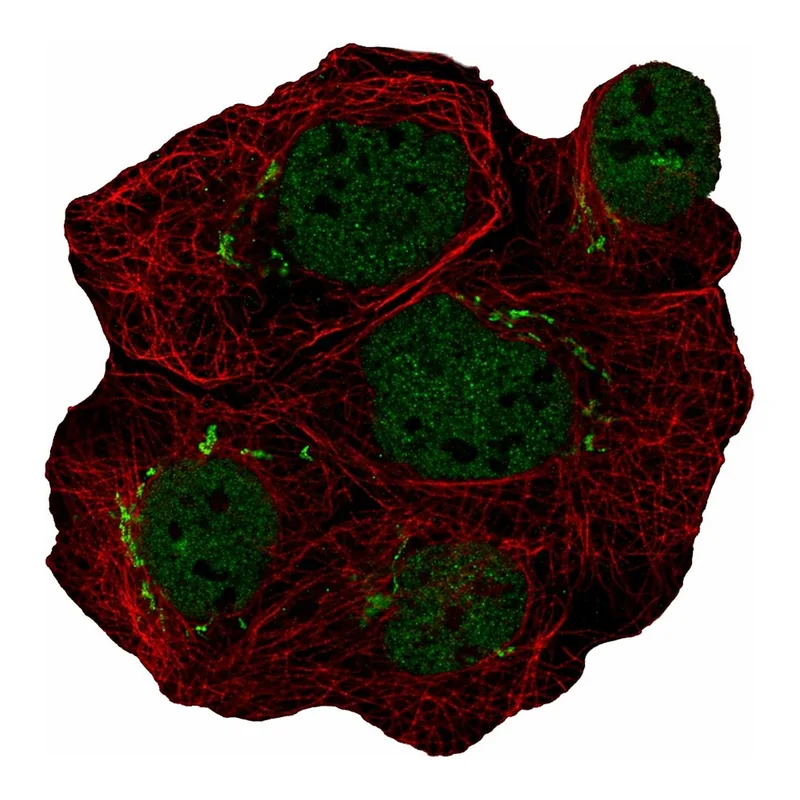 Atlas Antibodies Anti-MFAP3 Antibody