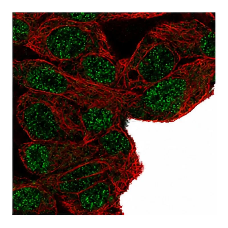 Atlas Antibodies Anti-MFHAS1 Antibody