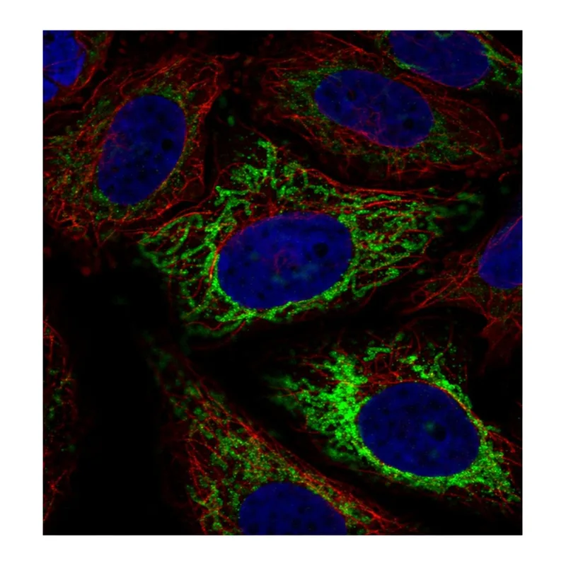 Atlas Antibodies Anti-MFF Antibody