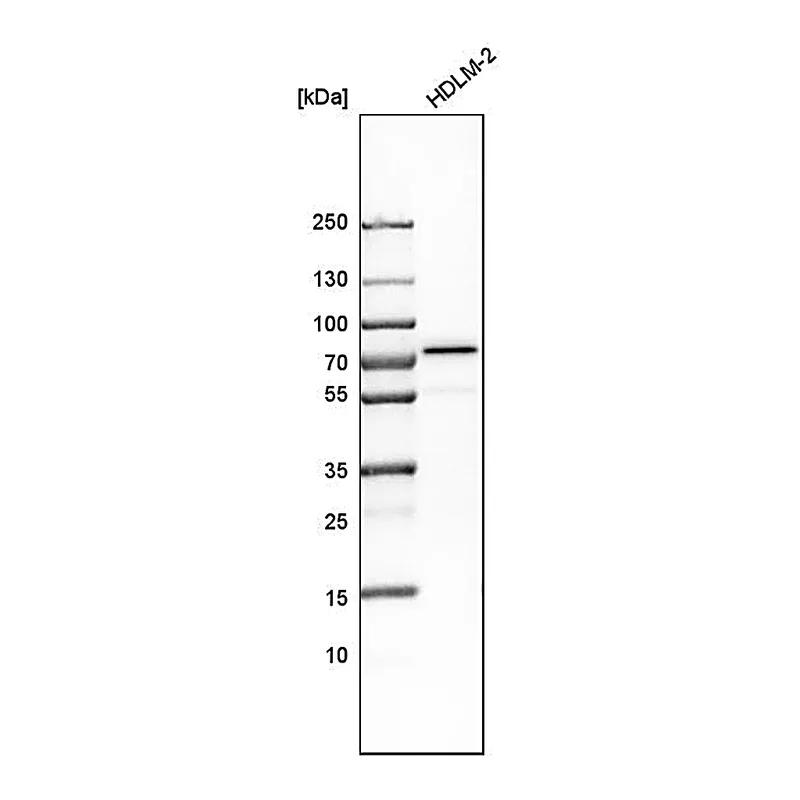 Atlas Antibodies Anti-MFN2 Antibody