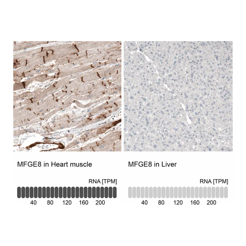 Atlas Antibodies Anti-MFGE8 Antibody