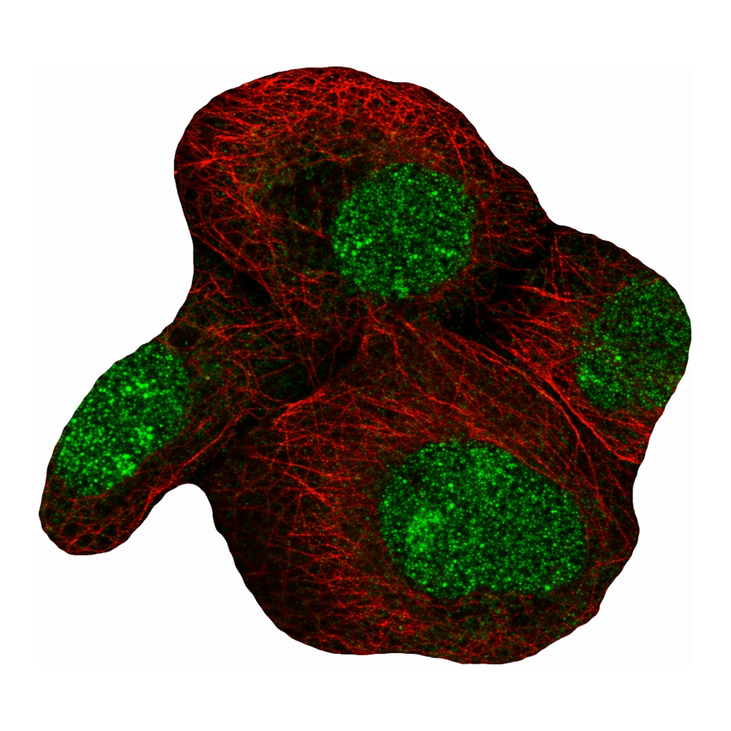 Atlas Antibodies Anti-MFSD1 Antibody