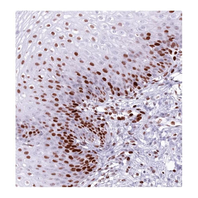 Atlas Antibodies Anti-MFSD10 Antibody