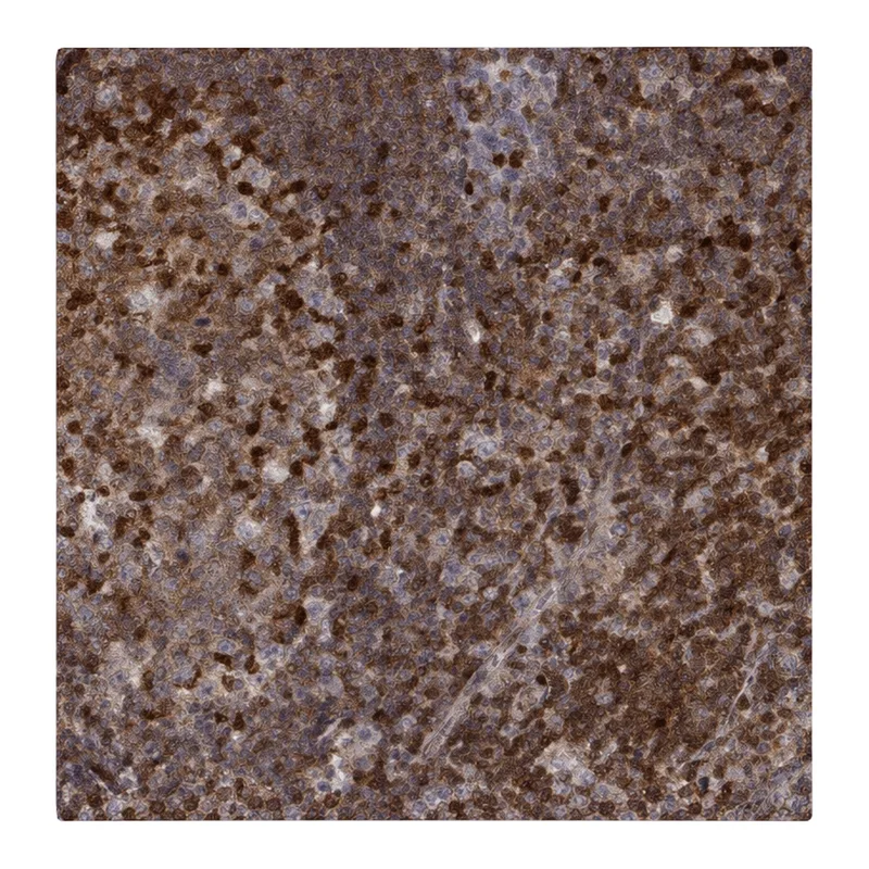 Atlas Antibodies Anti-MFSD1 Antibody
