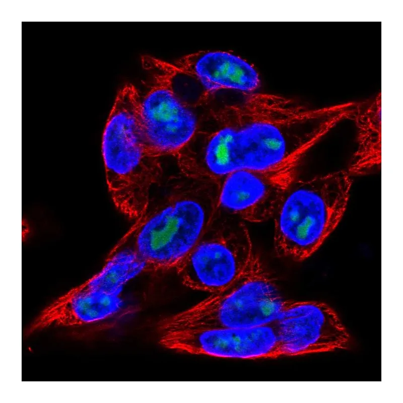 Atlas Antibodies Anti-MFSD9 Antibody