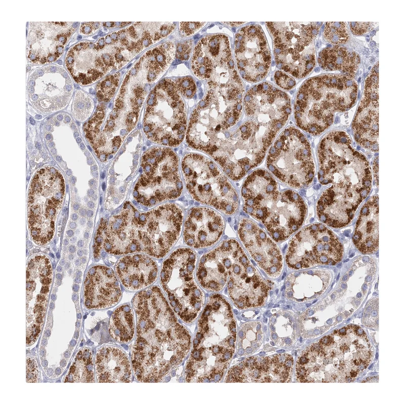 Atlas Antibodies Anti-MFSD7 Antibody
