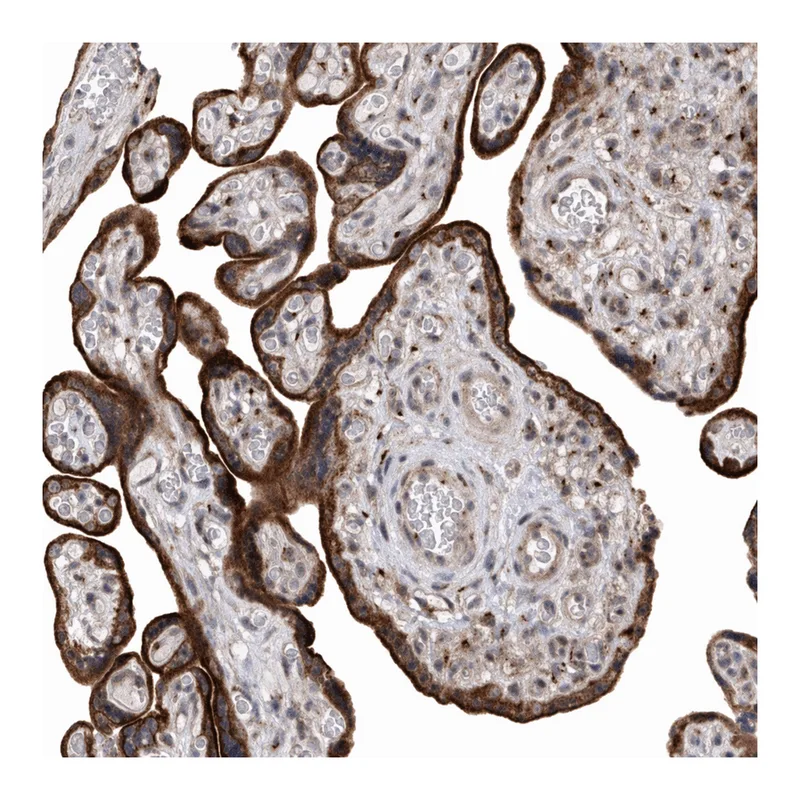 Atlas Antibodies Anti-MFSD4B Antibody