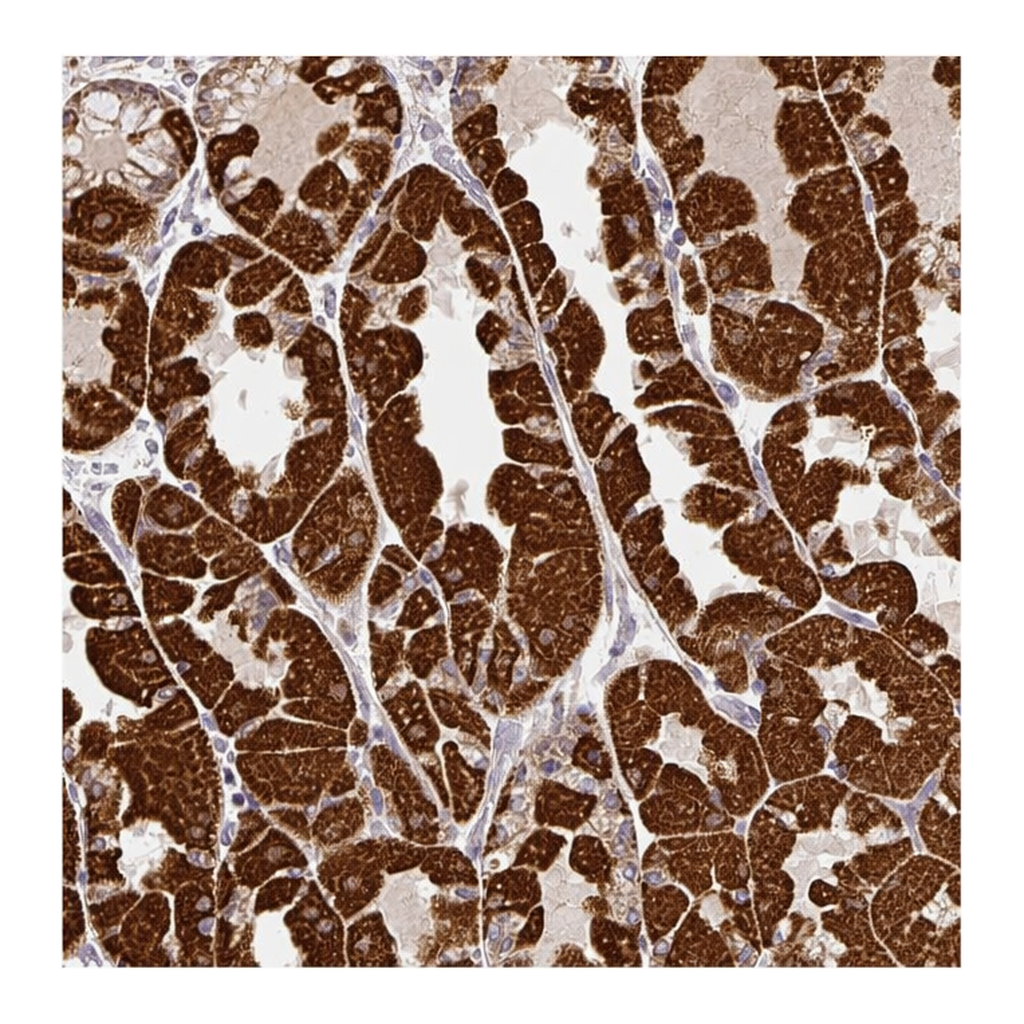 Atlas Antibodies Anti-MFSD9 Antibody