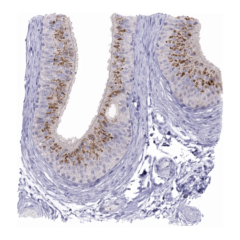 Atlas Antibodies Anti-MGAT4C Antibody