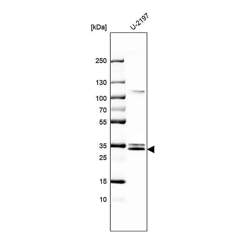 Atlas Antibodies Anti-MGLL Antibody