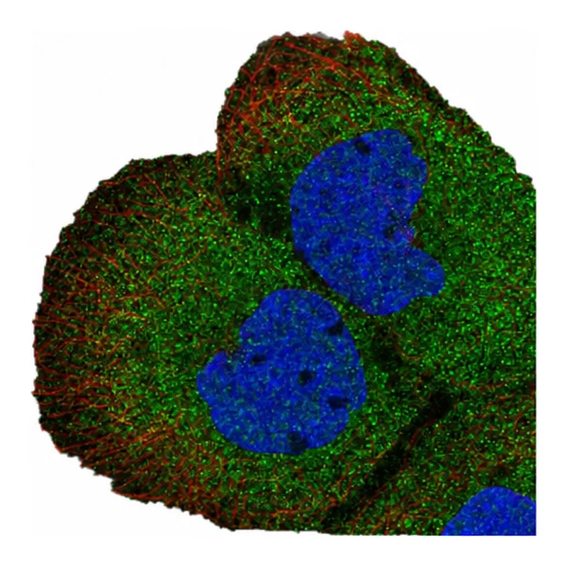 Atlas Antibodies Anti-MGEA5 Antibody
