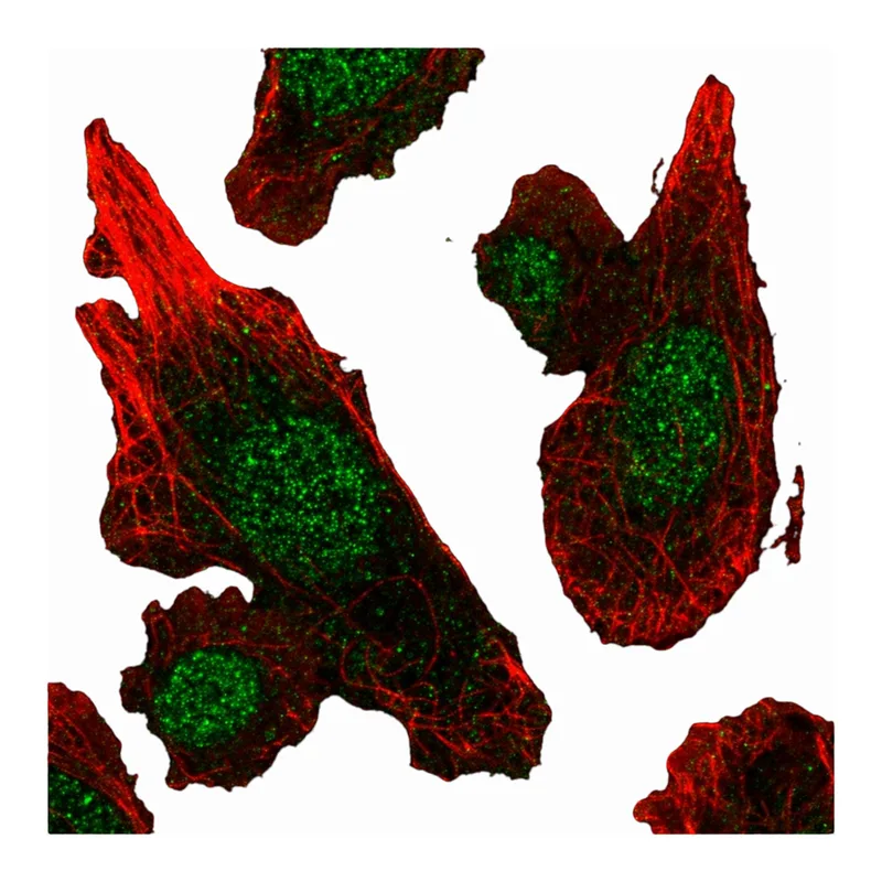 Atlas Antibodies Anti-MGST3 Antibody