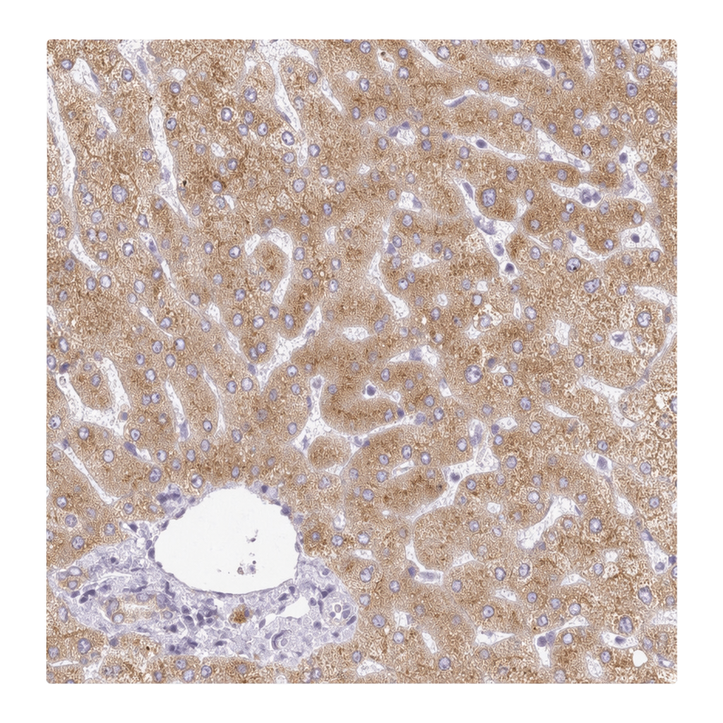 Atlas Antibodies Anti-MIA2 Antibody