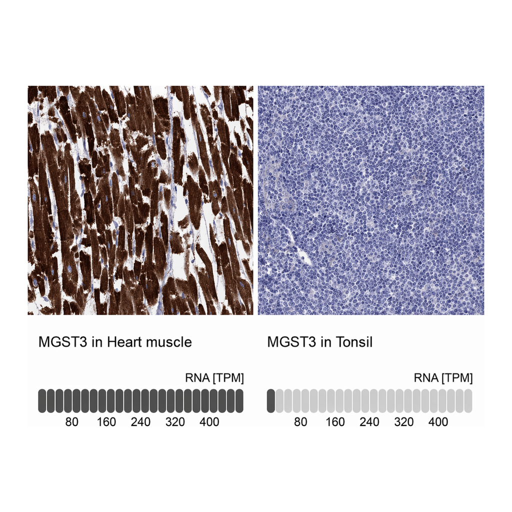 Atlas Antibodies Anti-MGST3 Antibody