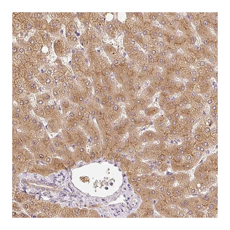 Atlas Antibodies Anti-MIA2 Antibody