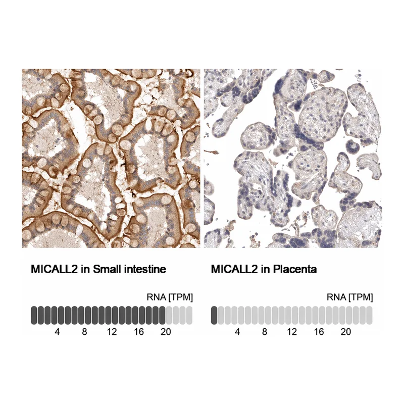 Atlas Antibodies Anti-MICALL2 Antibody