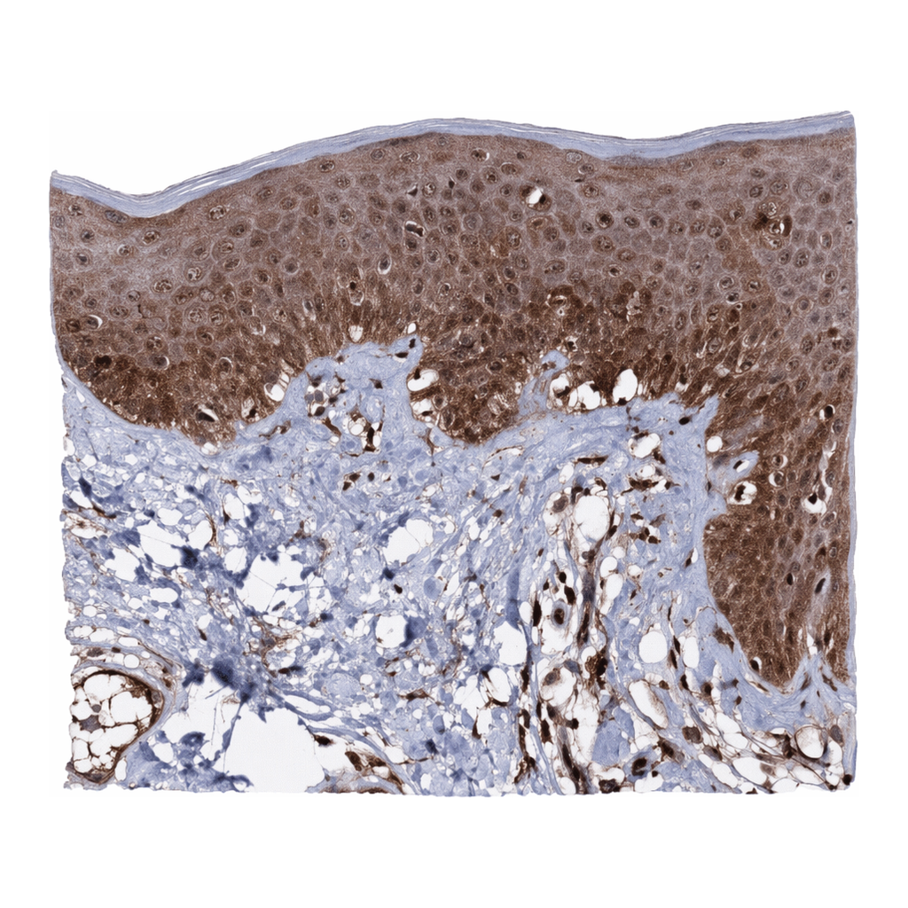 Atlas Antibodies Anti-MICALCL Antibody