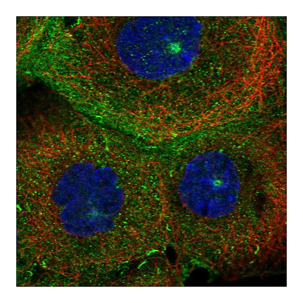 Atlas Antibodies Anti-MICALL1 Antibody