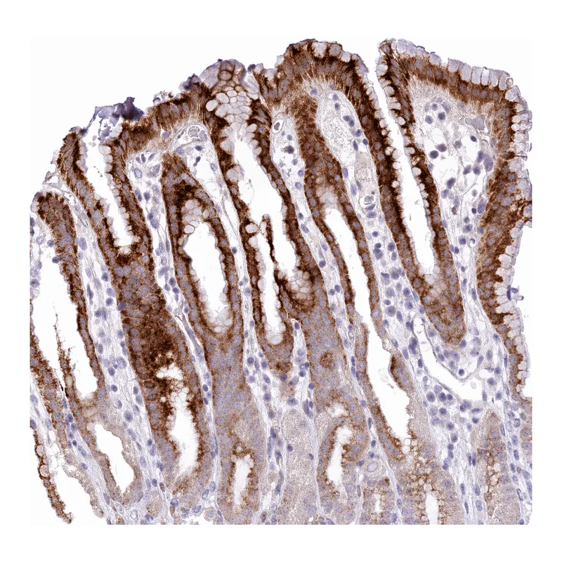 Atlas Antibodies Anti-MIDN Antibody