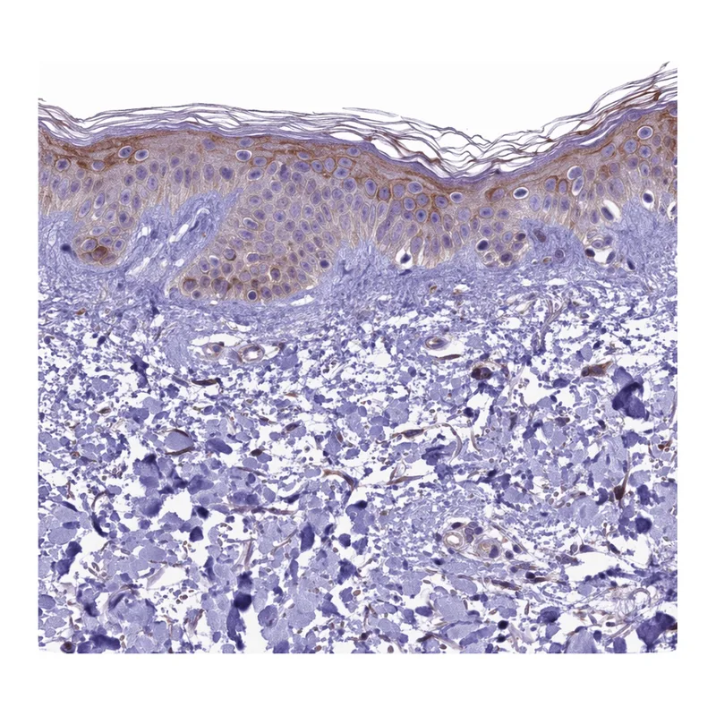 Atlas Antibodies Anti-MIEF2 Antibody
