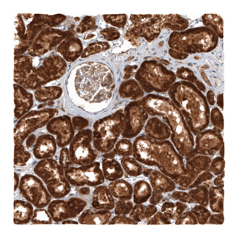 Atlas Antibodies Anti-MICU1 Antibody