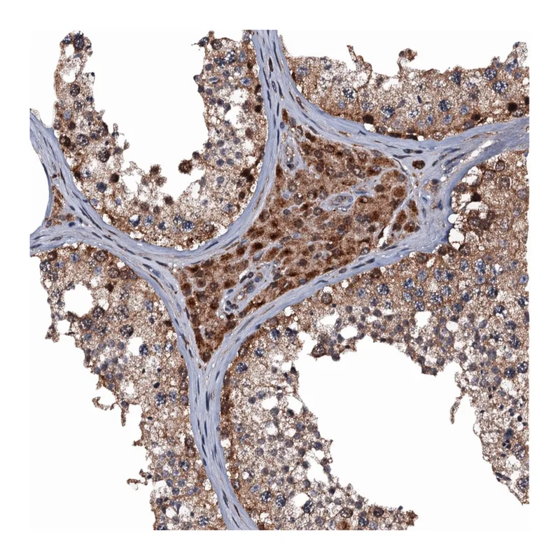 Atlas Antibodies Anti-MIER2 Antibody