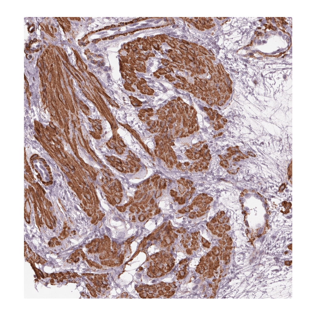 Atlas Antibodies Anti-MIER3 Antibody