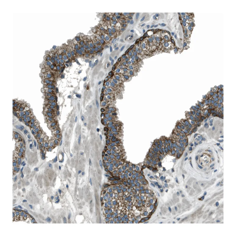 Atlas Antibodies Anti-MIGA1 Antibody