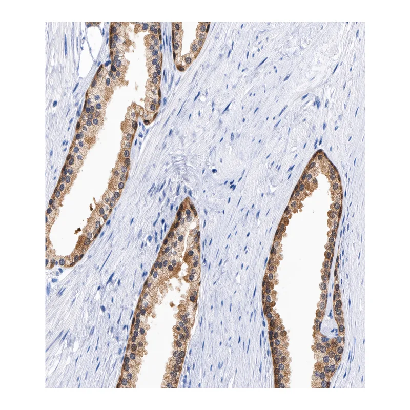 Atlas Antibodies Anti-MIF Antibody
