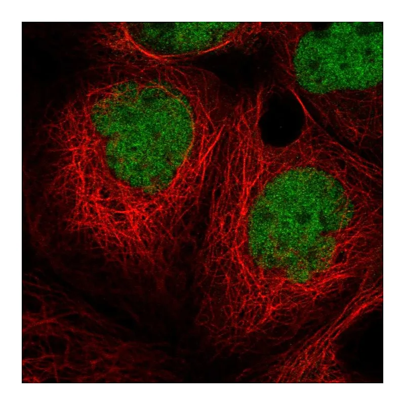 Atlas Antibodies Anti-MIER1 Antibody