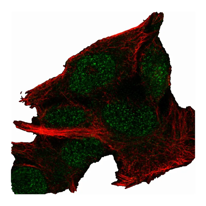 Atlas Antibodies Anti-MINDY2 Antibody