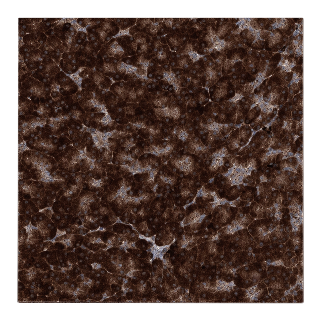Atlas Antibodies Anti-MINDY3 Antibody