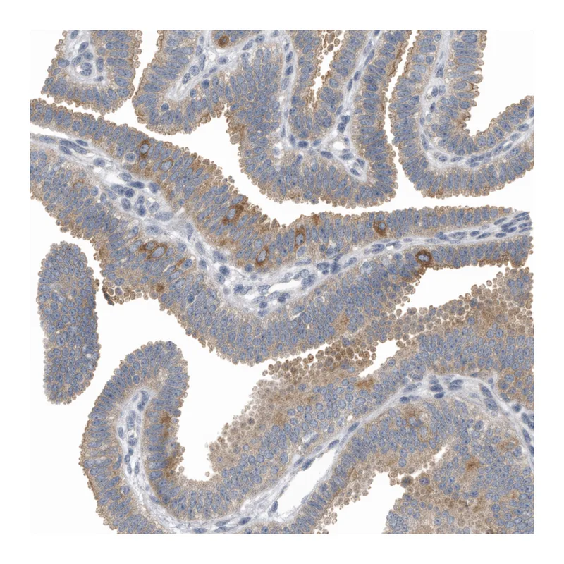 Atlas Antibodies Anti-MINDY4 Antibody