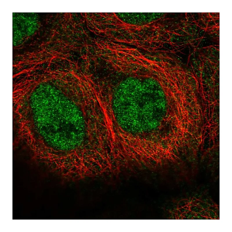 Atlas Antibodies Anti-MINDY1 Antibody