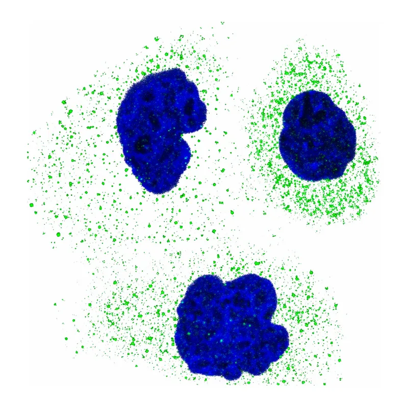 Atlas Antibodies Anti-MINDY4 Antibody