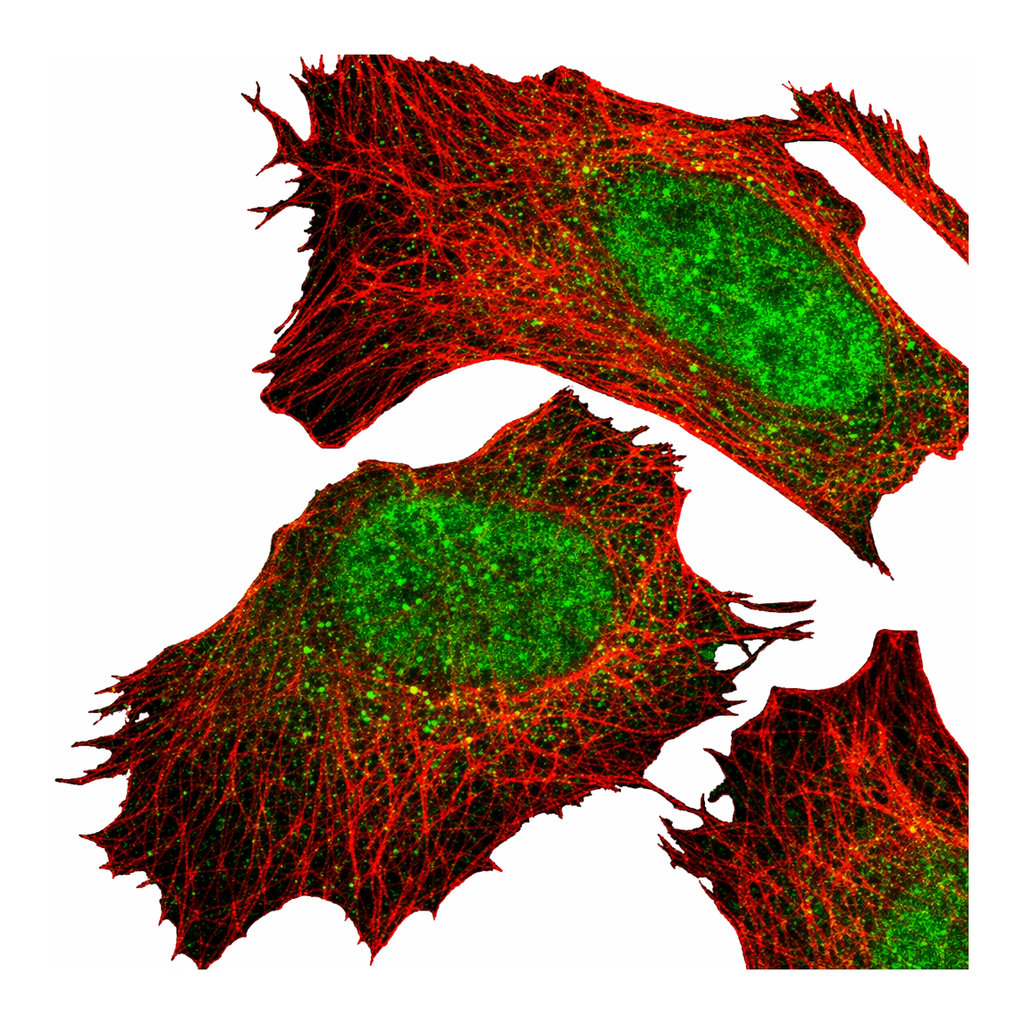 Atlas Antibodies Anti-MIOS Antibody