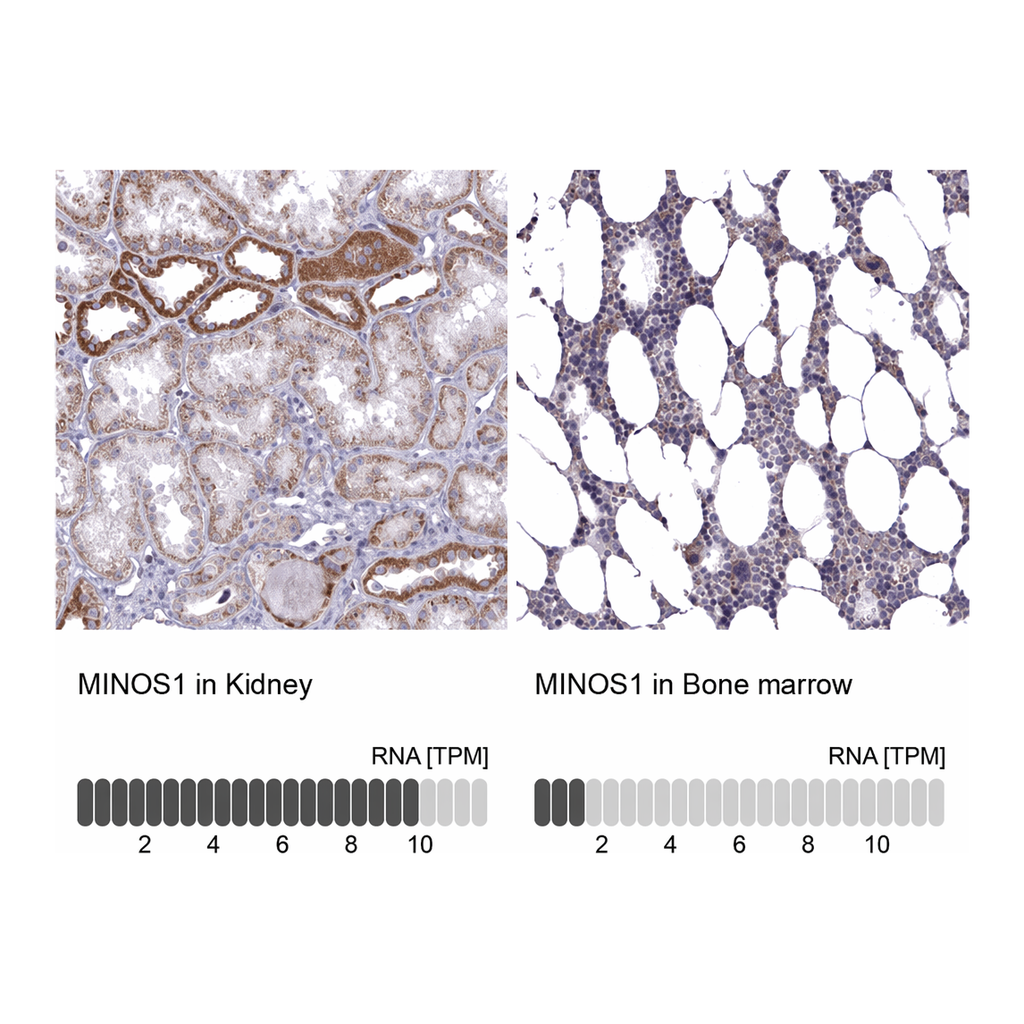Atlas Antibodies Anti-MINOS1 Antibody