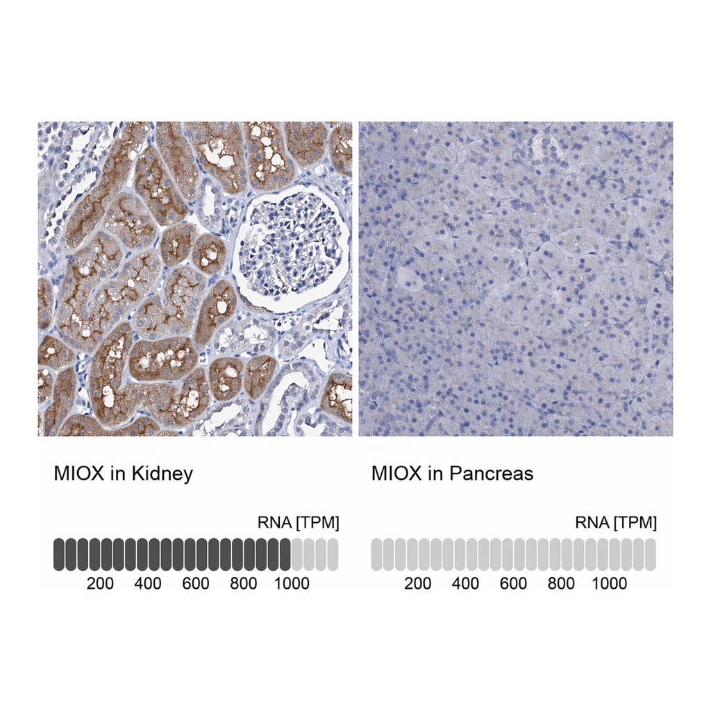 Atlas Antibodies Anti-MIOX Antibody