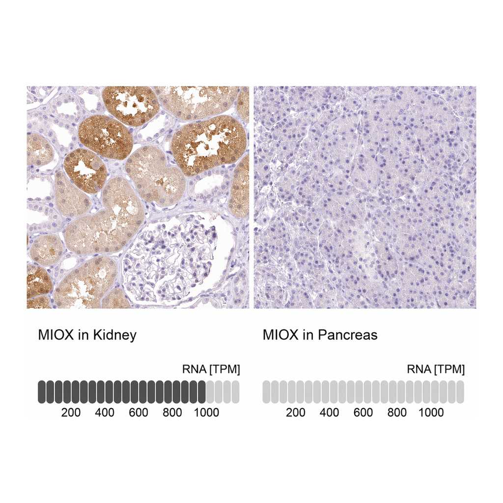 Atlas Antibodies Anti-MIOX Antibody