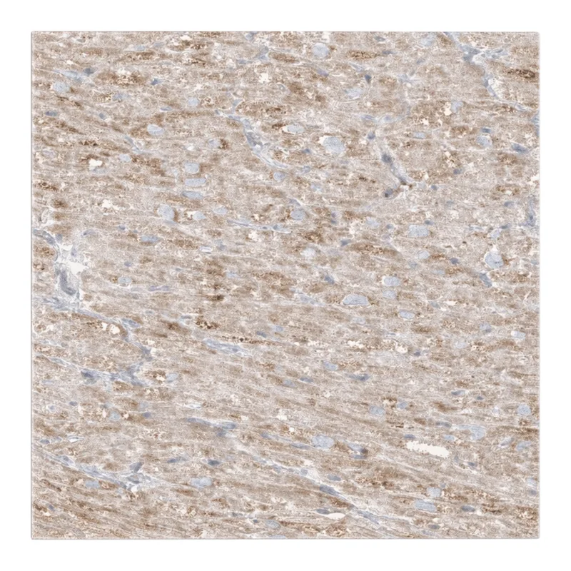 Atlas Antibodies Anti-MIPEP Antibody