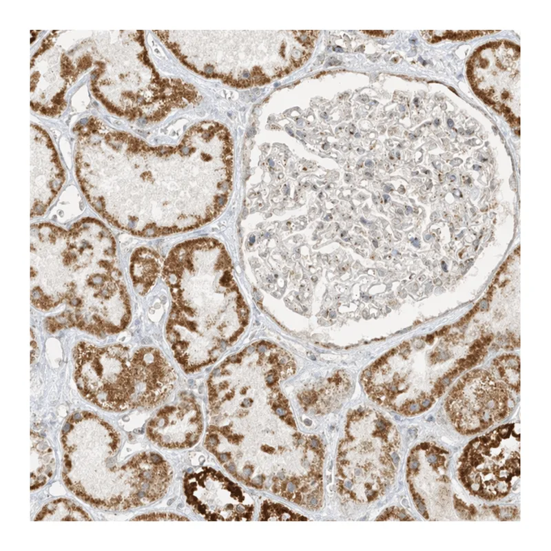 Atlas Antibodies Anti-MIPEP Antibody