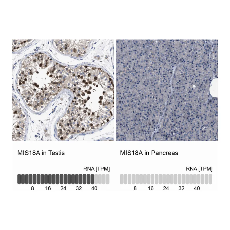 Atlas Antibodies Anti-MIS18A Antibody