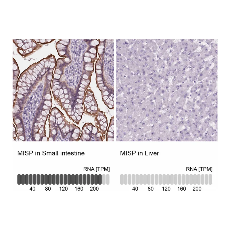 Atlas Antibodies Anti-MISP Antibody