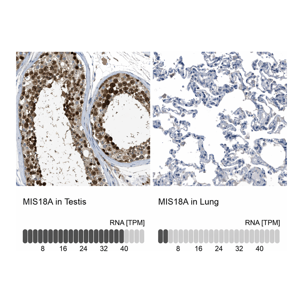 Atlas Antibodies Anti-MIS18A Antibody