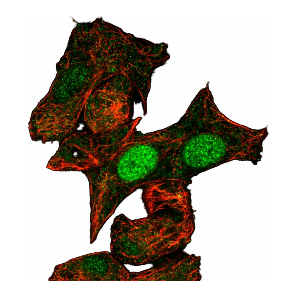 Atlas Antibodies Anti-MIXL1 Antibody