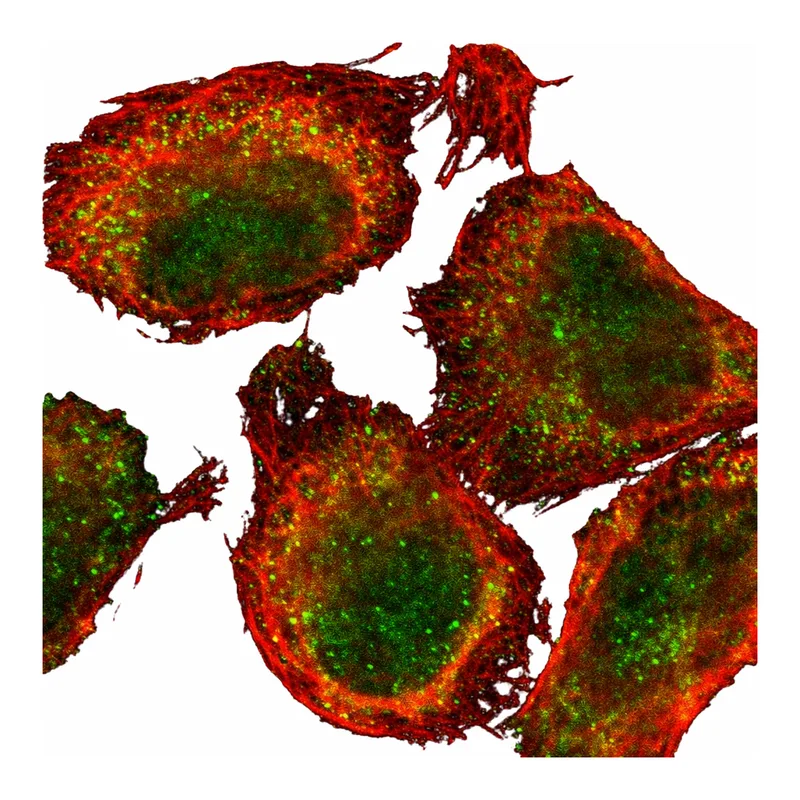 Atlas Antibodies Anti-MLLT3 Antibody