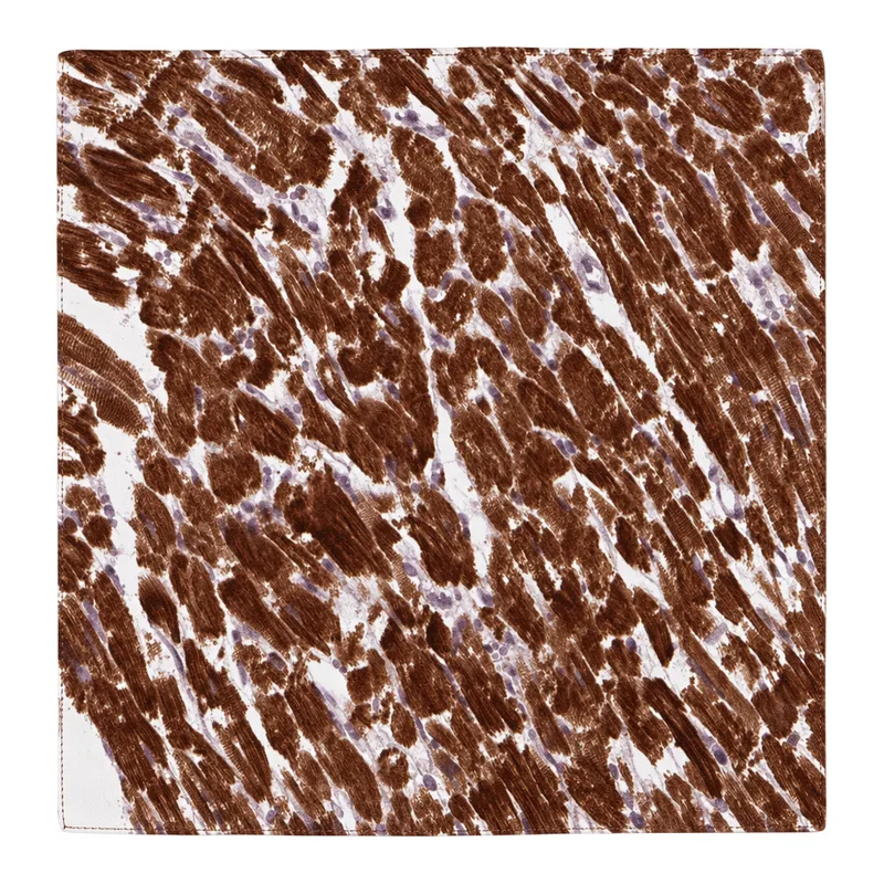 Atlas Antibodies Anti-MLIP Antibody