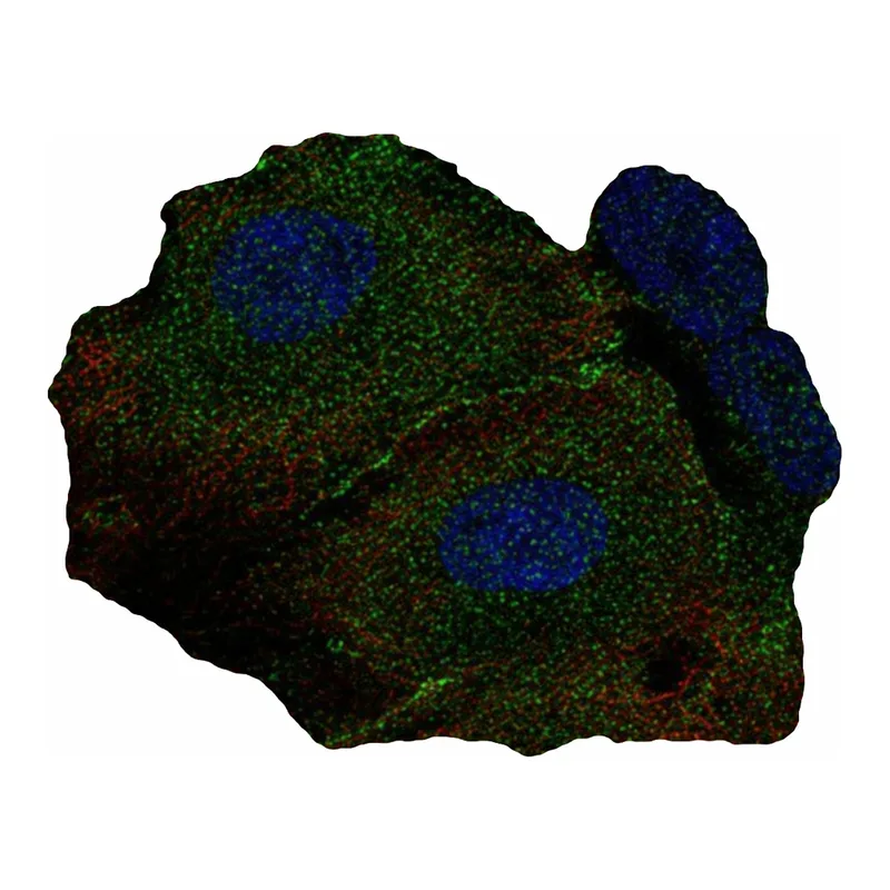 Atlas Antibodies Anti-MLKL Antibody